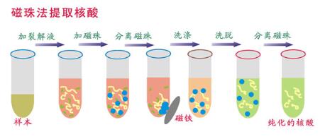 磁珠法核酸提取儀原理結構