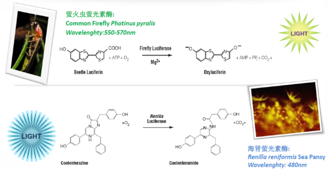 化學發光檢測原理