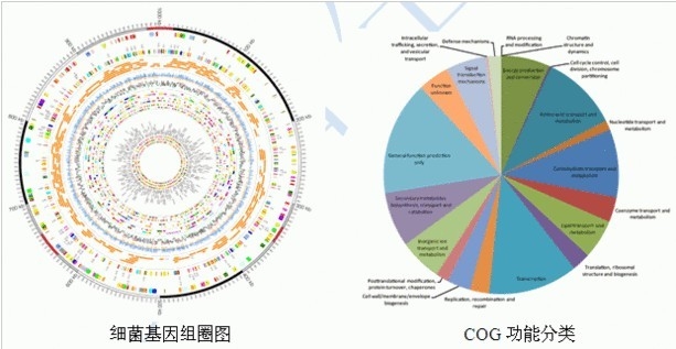 微生物全基因組重測序服務